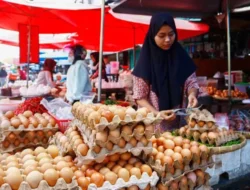 Telur Ayam Ras Ro60 Ribu Per Krat